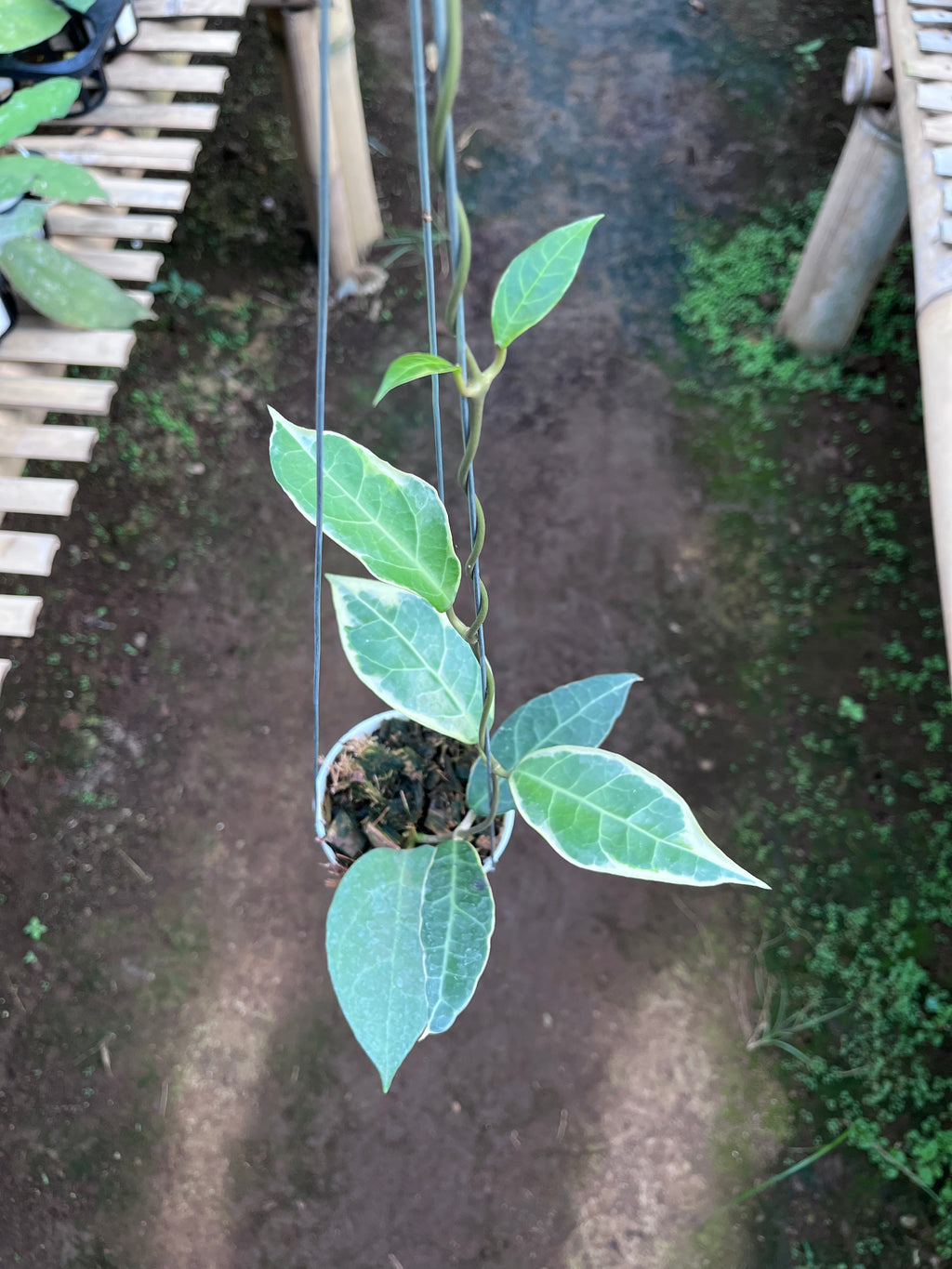 Hoya Tanggamus Albo