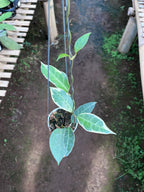 Hoya Tanggamus Albo