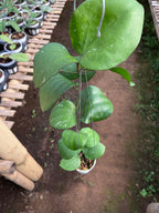 Hoya Balaiensis