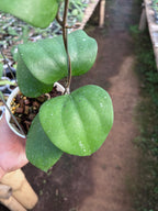 Hoya Balaiensis