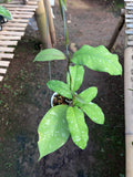 Hoya Aceh Buperlak