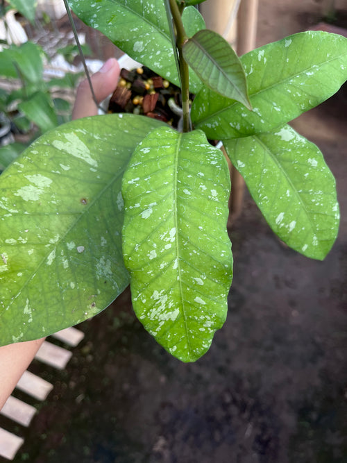 Hoya Aceh Buperlak
