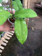 Hoya Aceh Buperlak