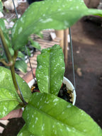 Hoya Aceh Buperlak