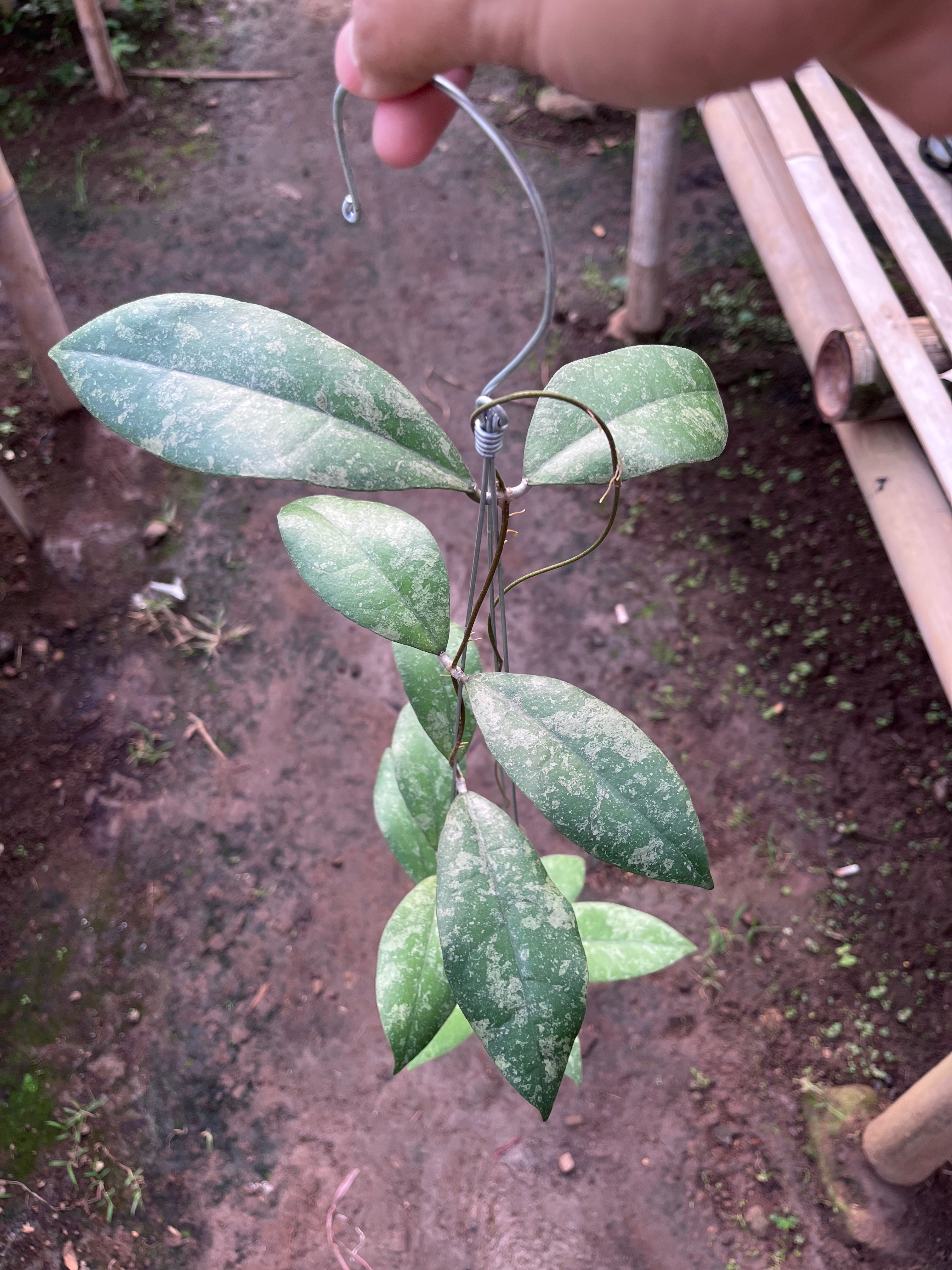 Hoya Finlaysonii Splash