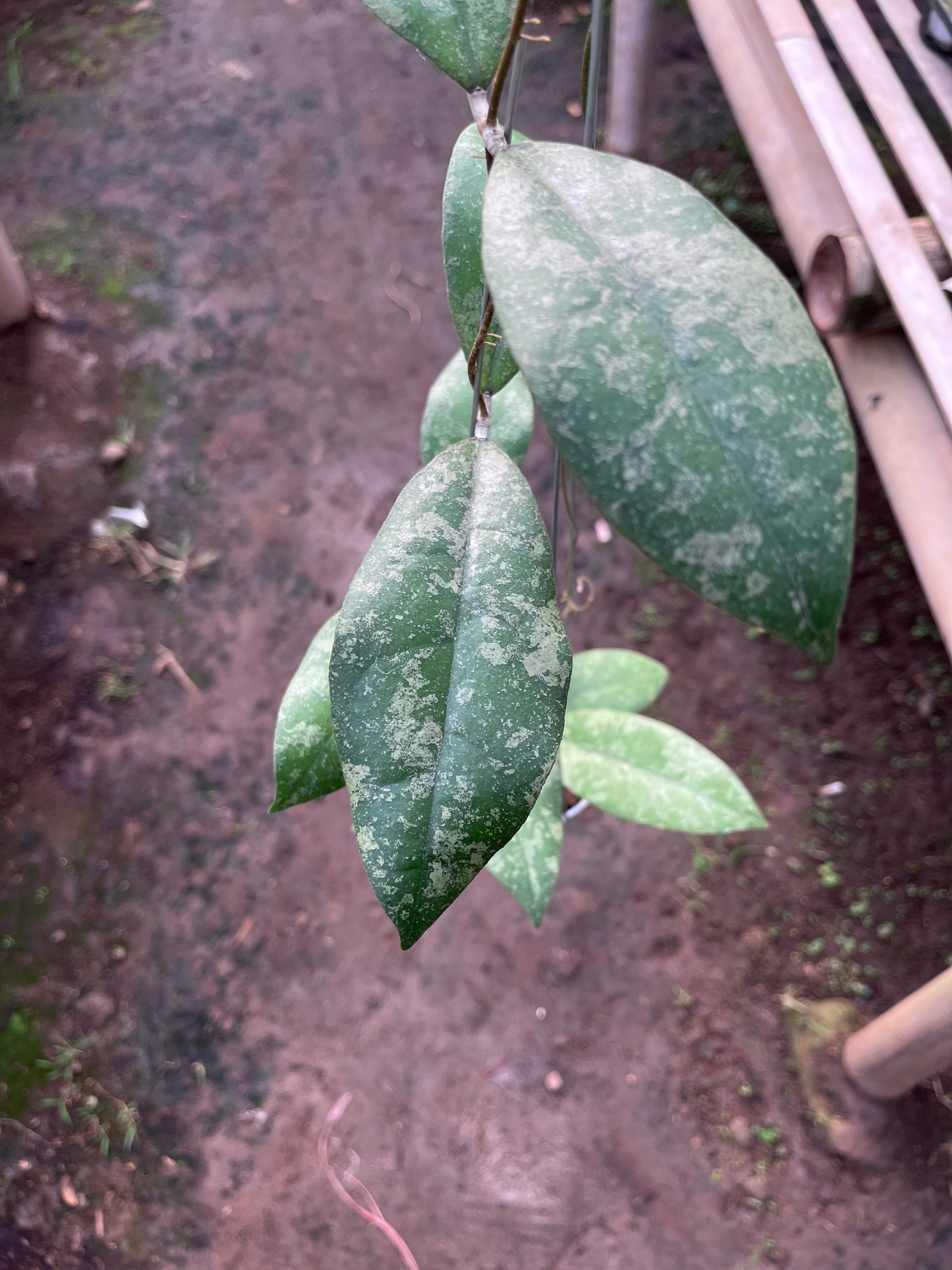 Hoya Finlaysonii Splash