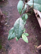 Hoya Finlaysonii Splash