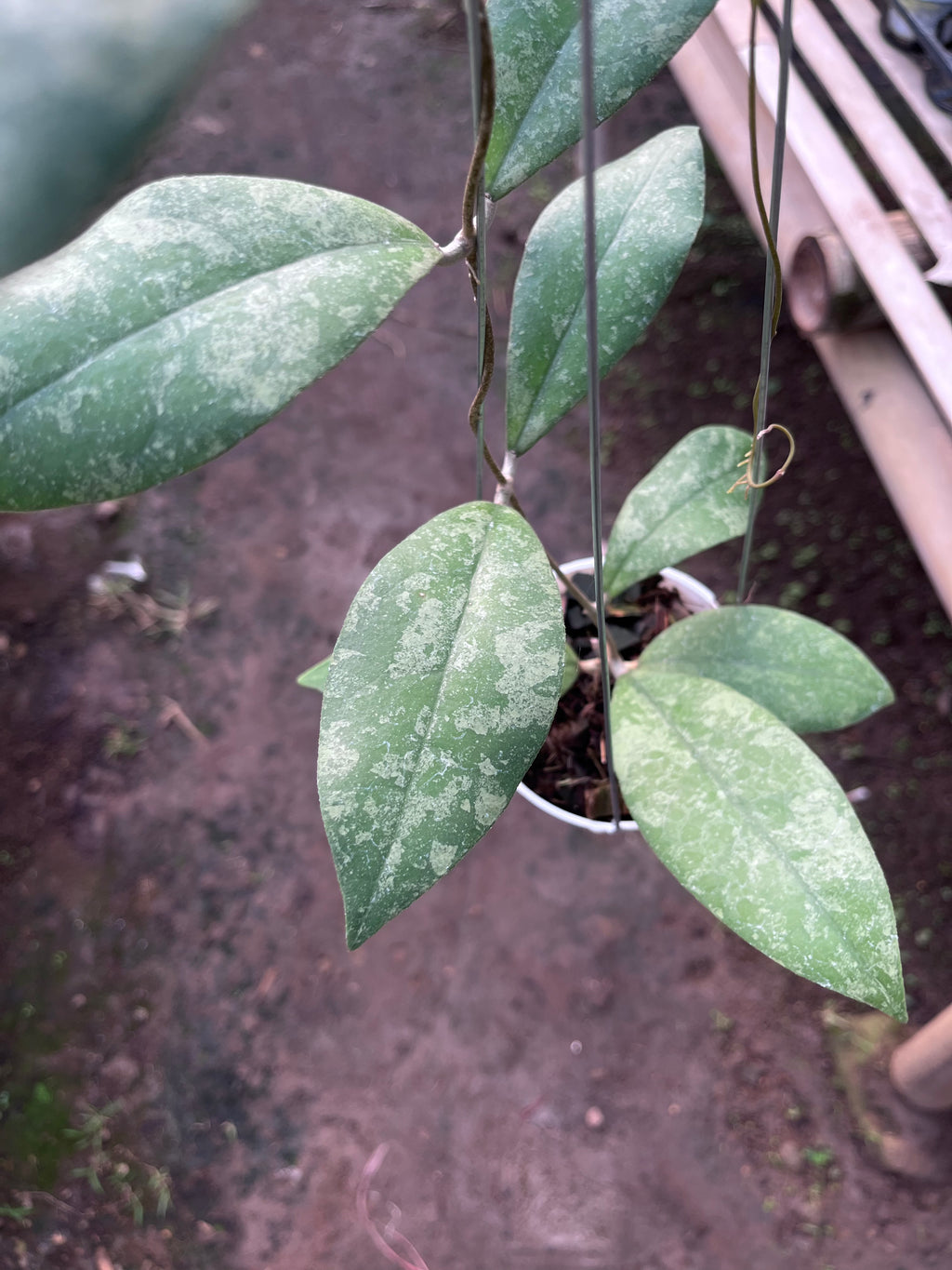 Hoya Finlaysonii Splash