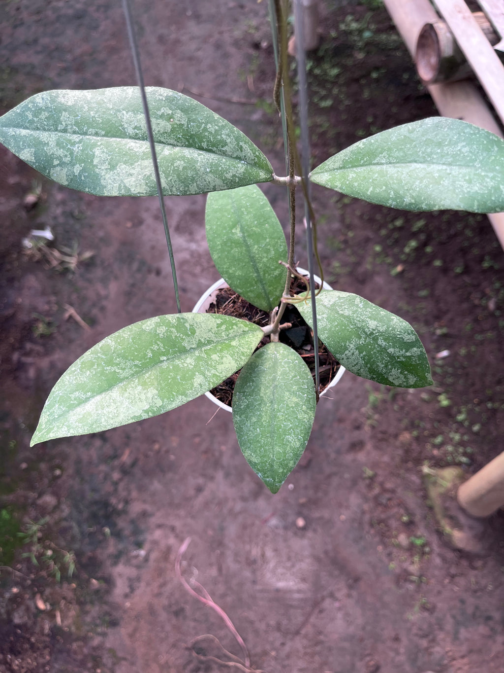 Hoya Finlaysonii Splash