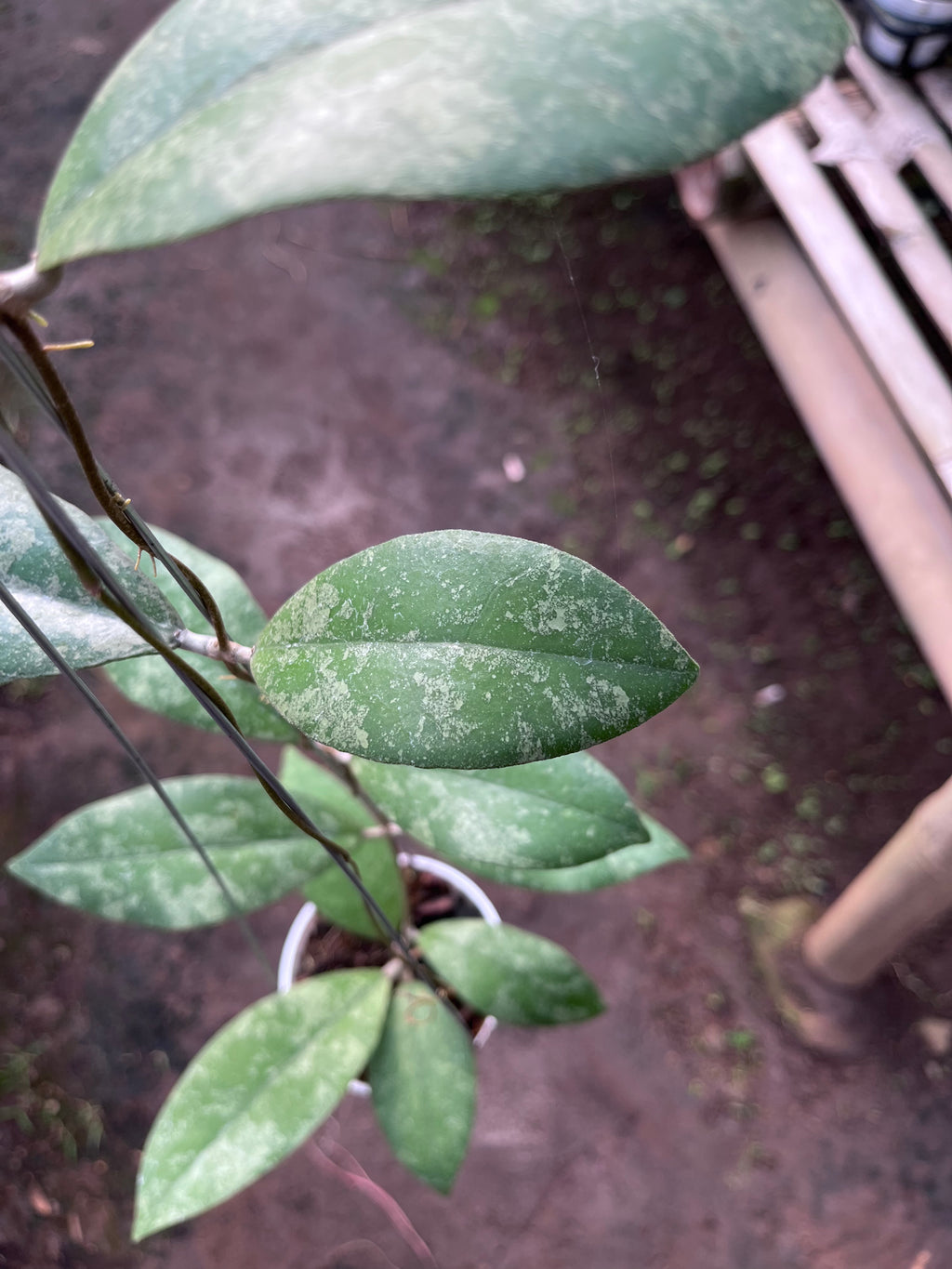 Hoya Finlaysonii Splash