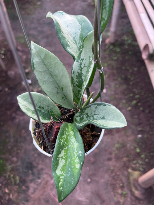 Hoya AH074