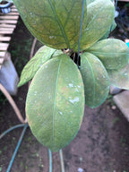 Hoya Talang Ogan