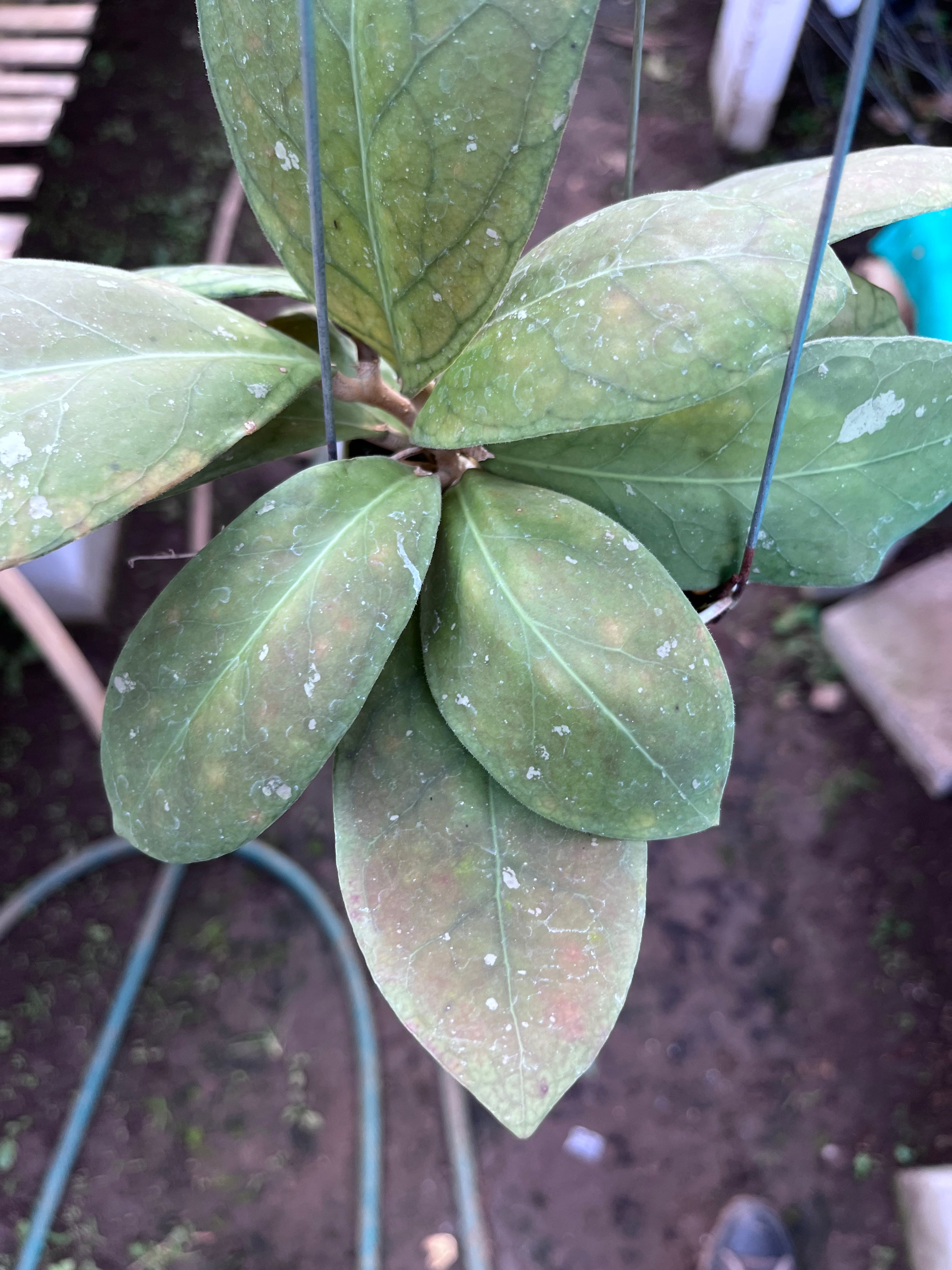 Hoya Talang Ogan