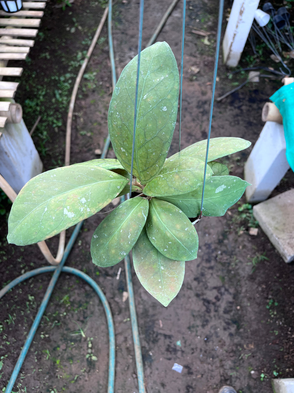 Hoya Talang Ogan