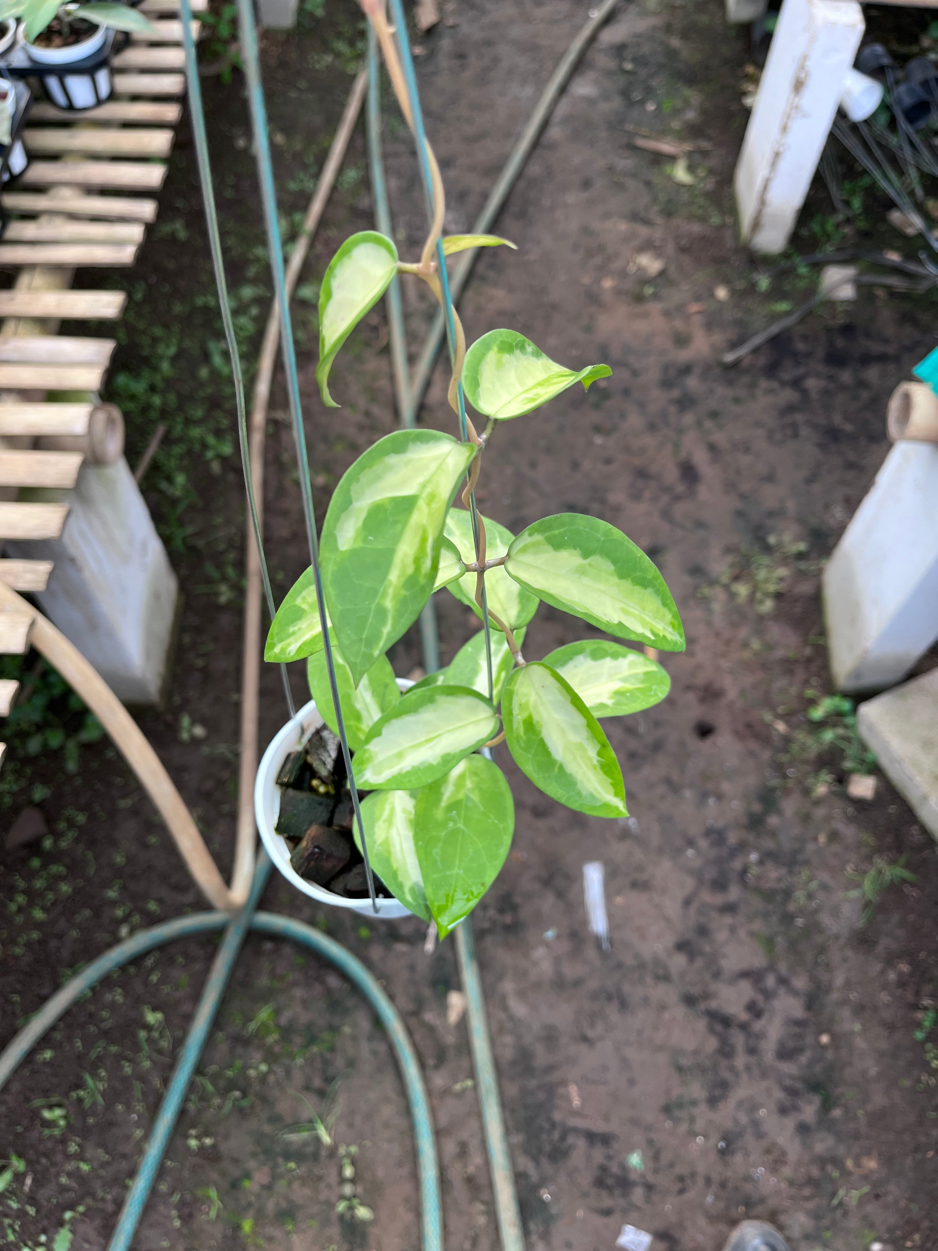 Hoya Panglai Inner Var