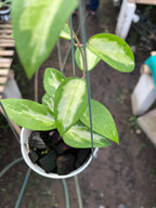 Hoya Panglai Inner Var