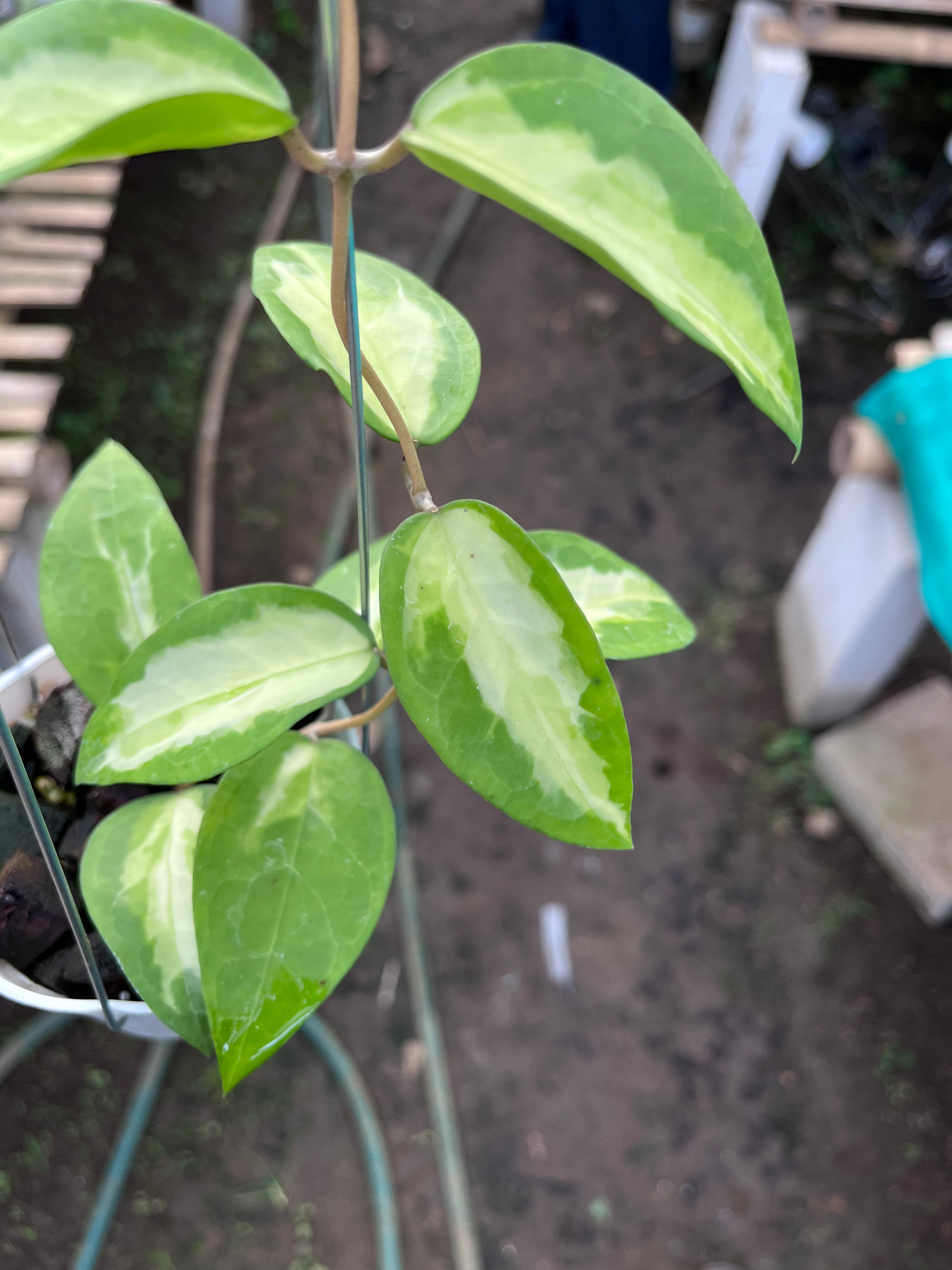Hoya Panglai Inner Var