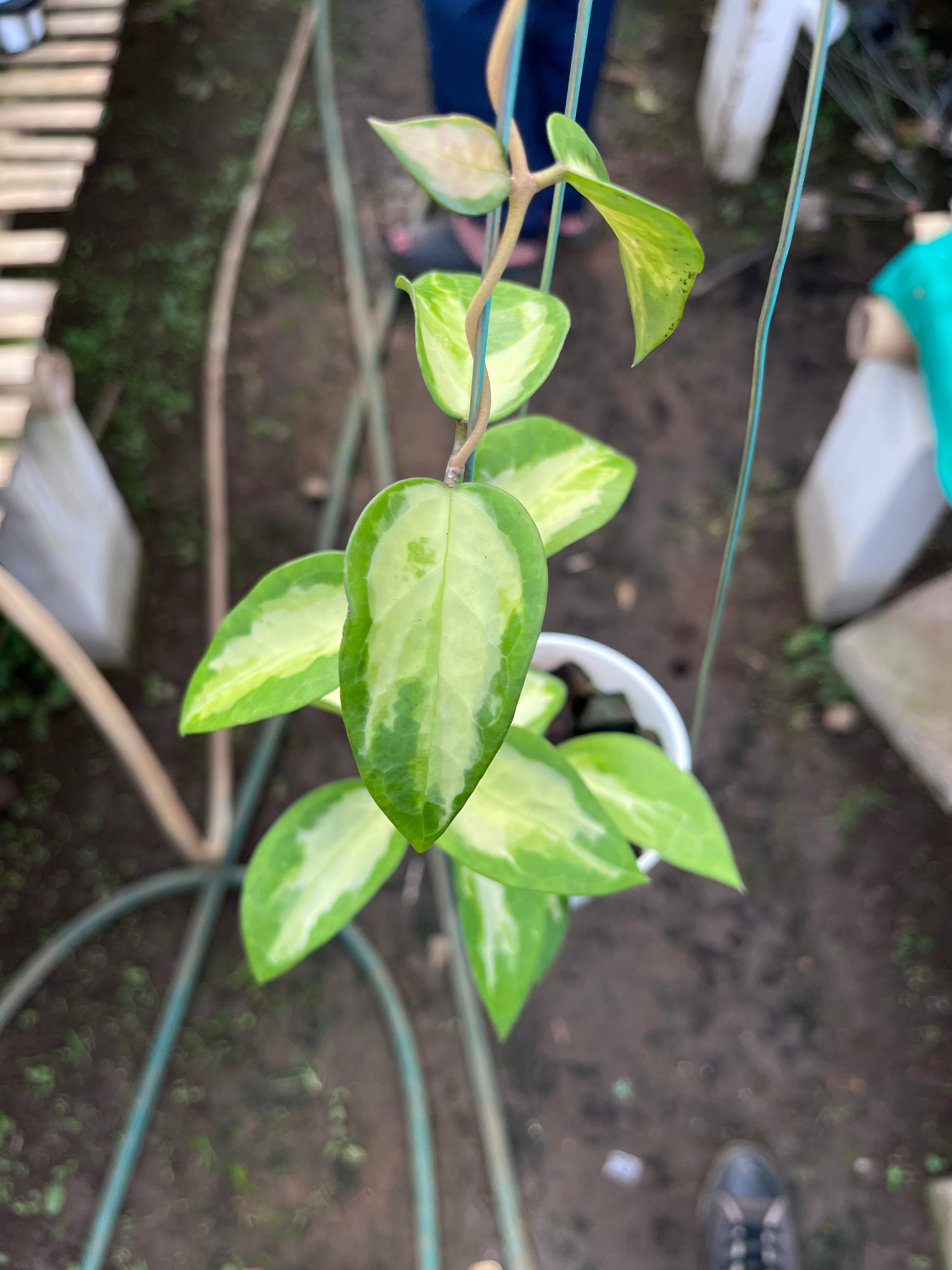 Hoya Panglai Inner Var