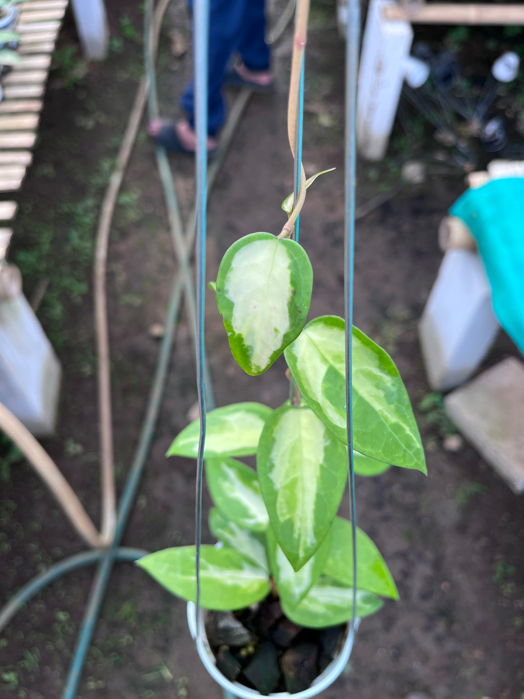 Hoya Panglai Inner Var