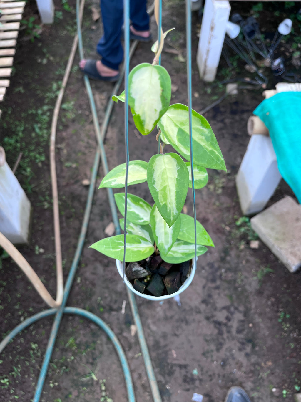 Hoya Panglai Inner Var