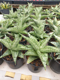 Sansevieria Irish Bella