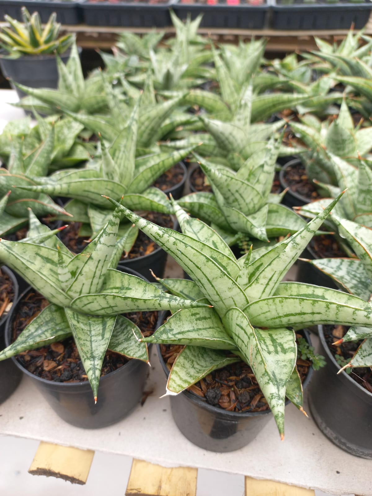 Sansevieria Irish Bella