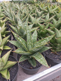 Sansevieria Jotun