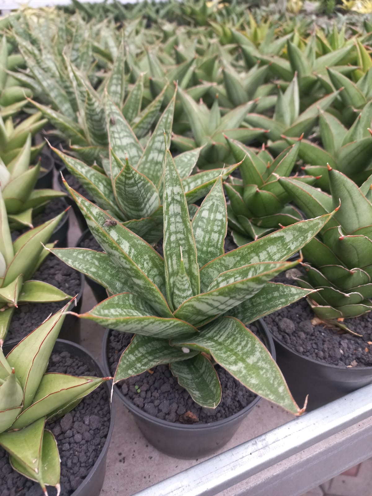 Sansevieria Jotun