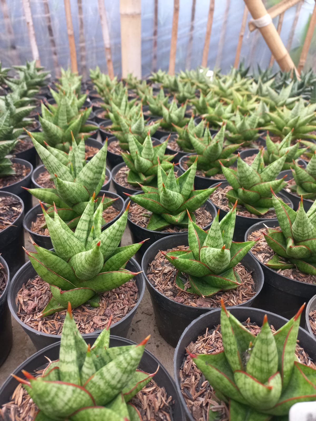 Sansevieria Juleha