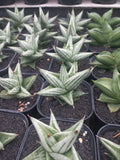 Sansevieria Jupiter