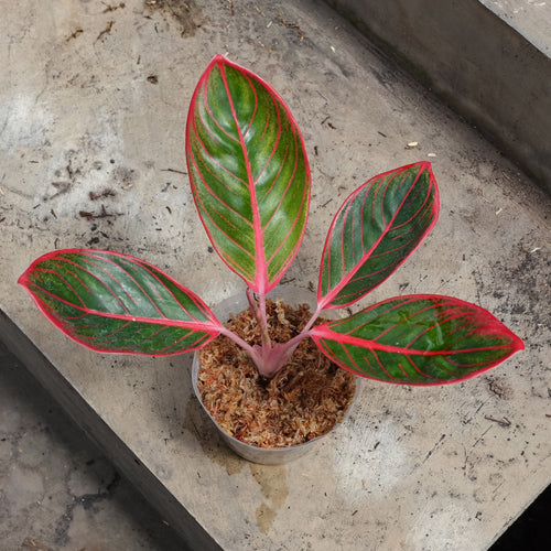 Aglaonema Khanza