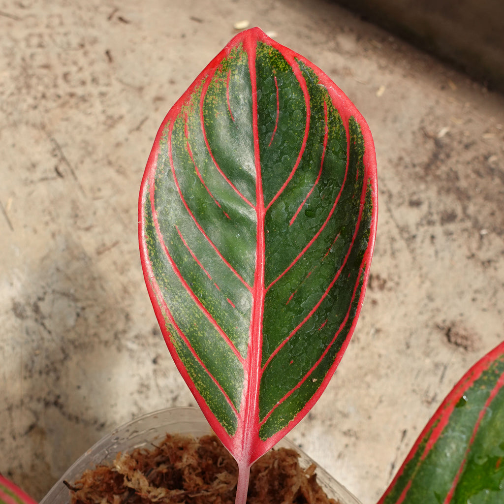 Aglaonema Khanza