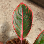 Aglaonema Khanza