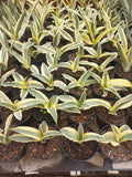 Sansevieria Katana