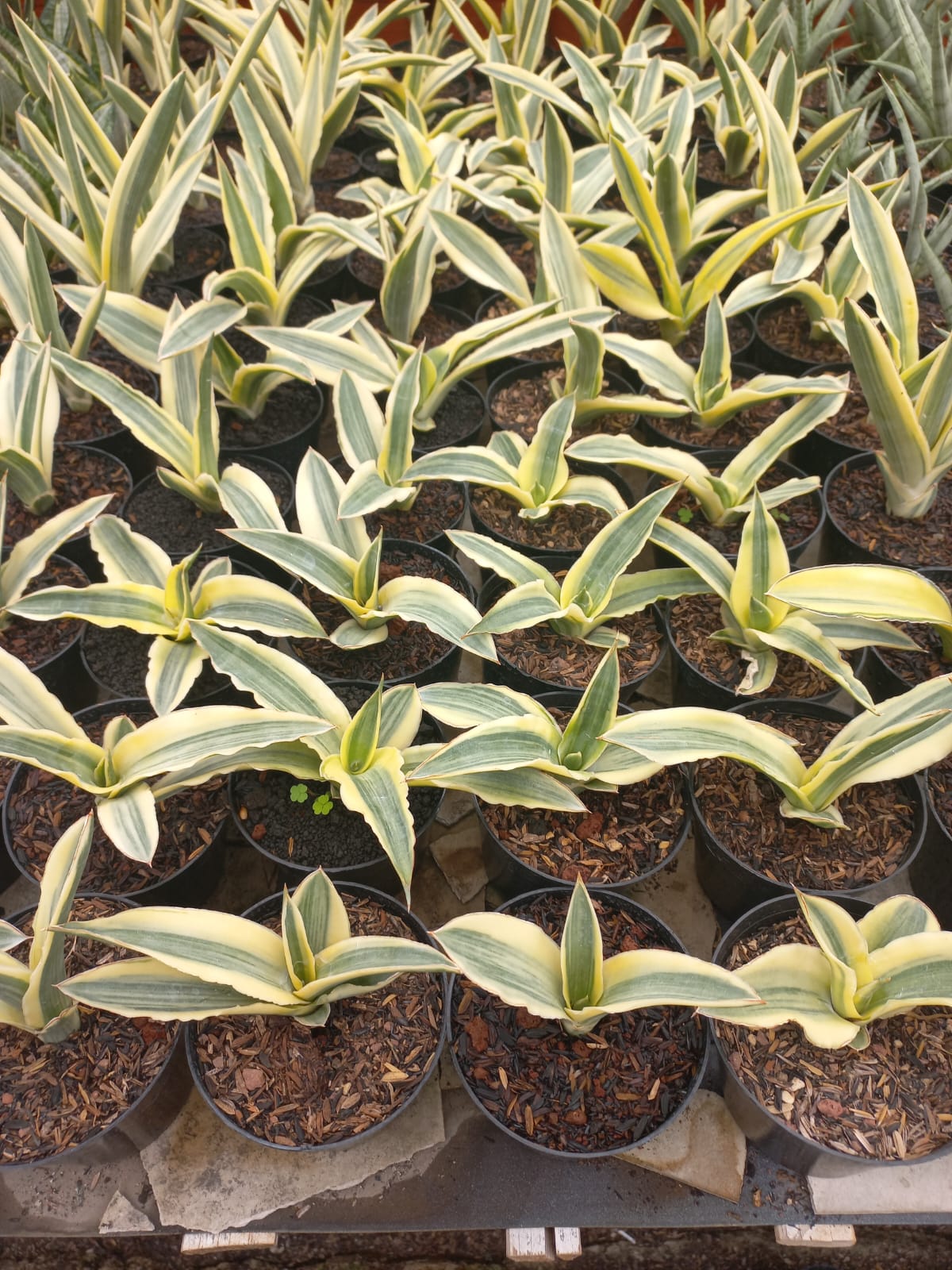 Sansevieria Katana