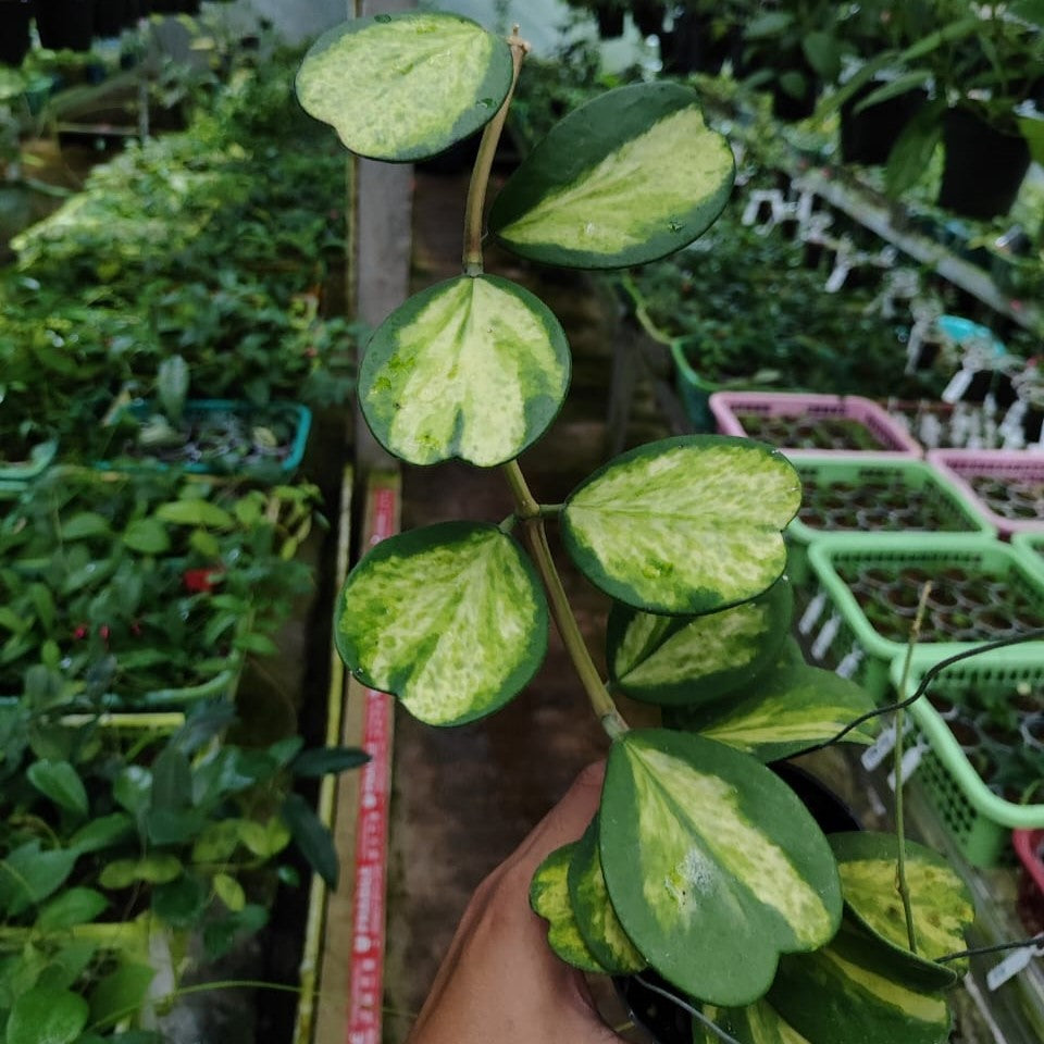 Hoya Kerii Variegated Spot Center