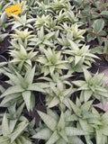 Sansevieria Kumara