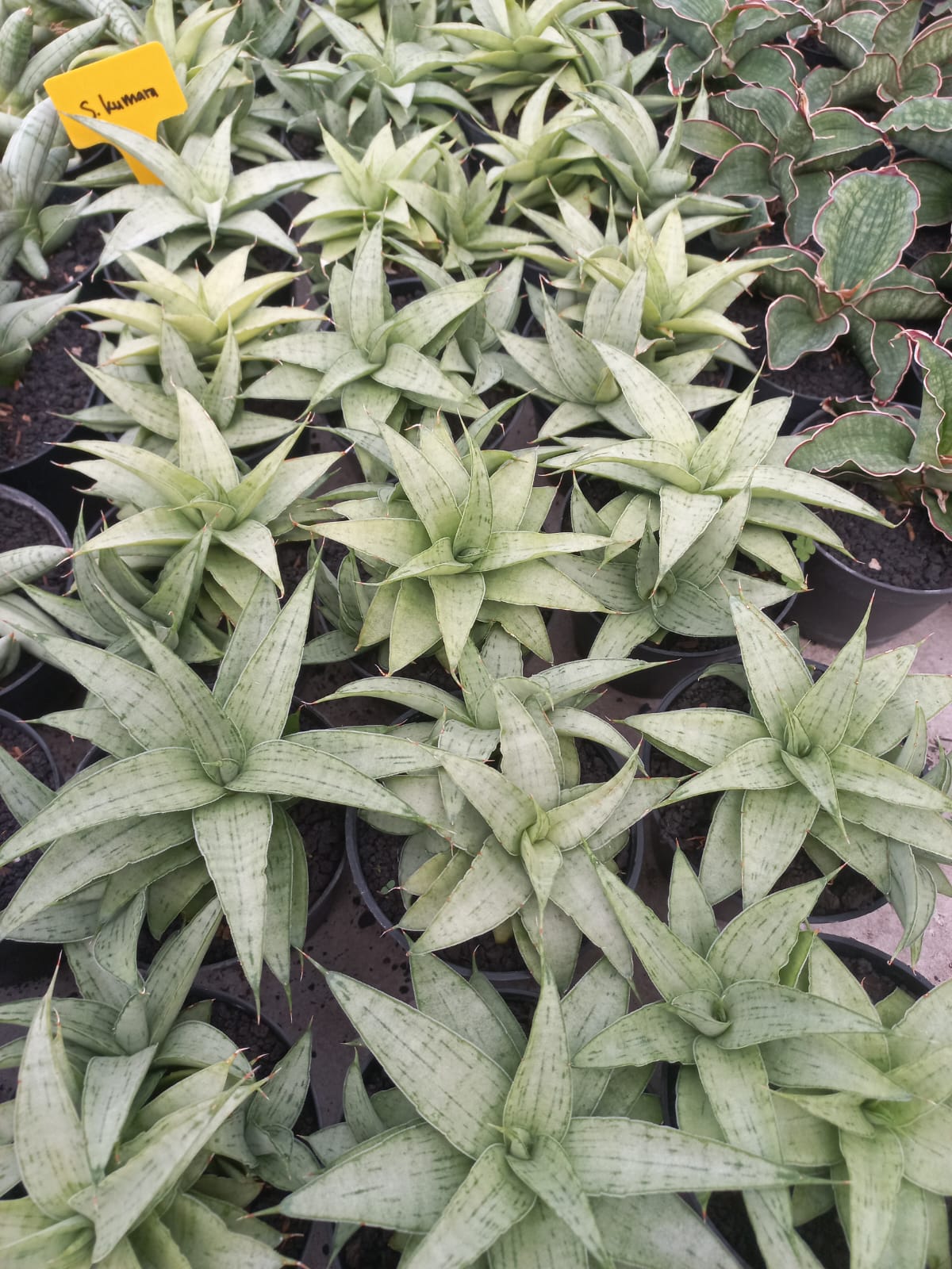 Sansevieria Kumara