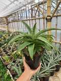 Sansevieria Laily Large