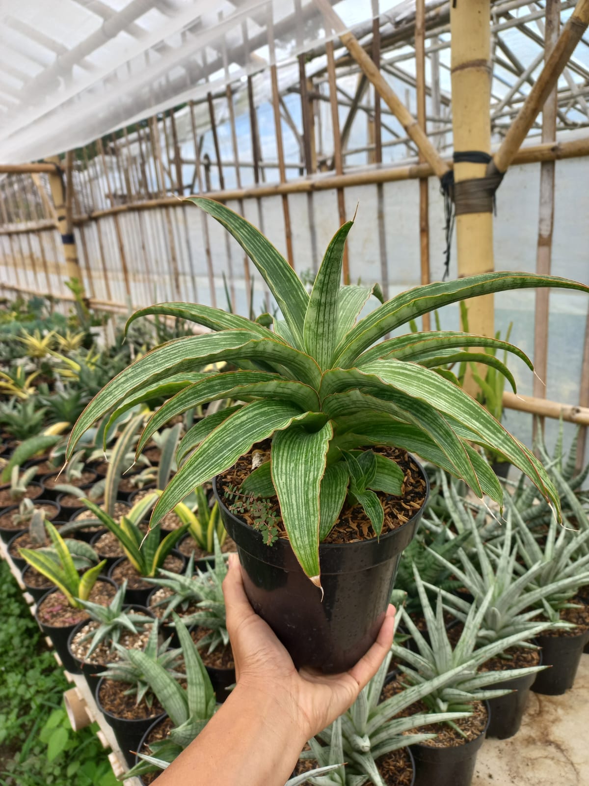 Sansevieria Laily Large