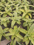 Sansevieria Laily