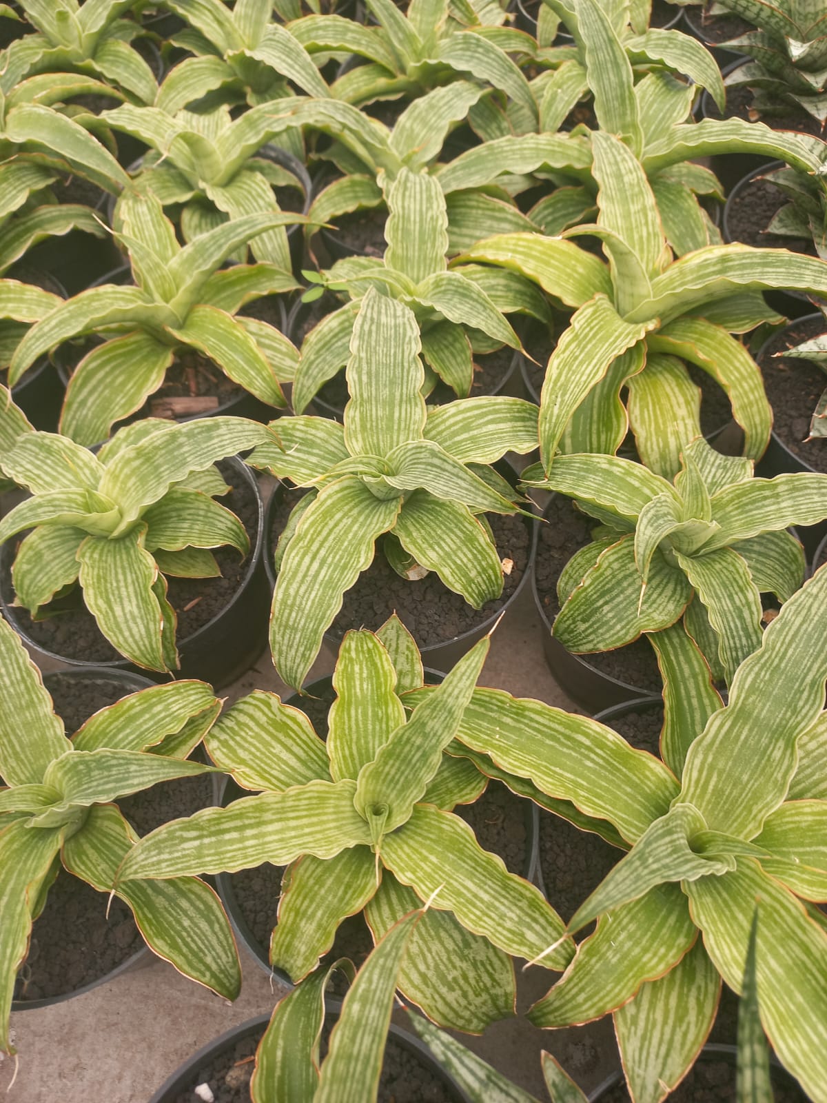 Sansevieria Laily