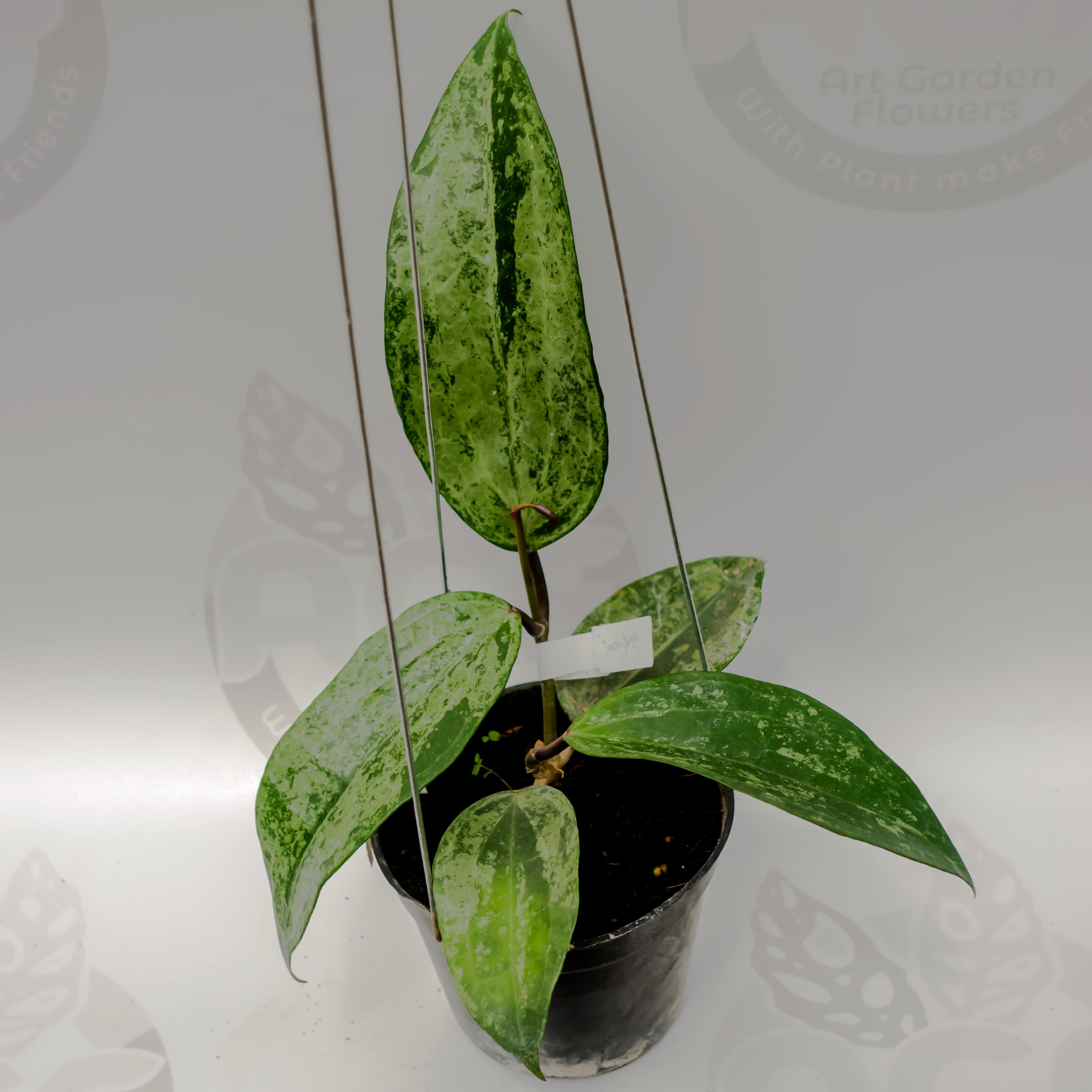 Hoya Latifolia Silver