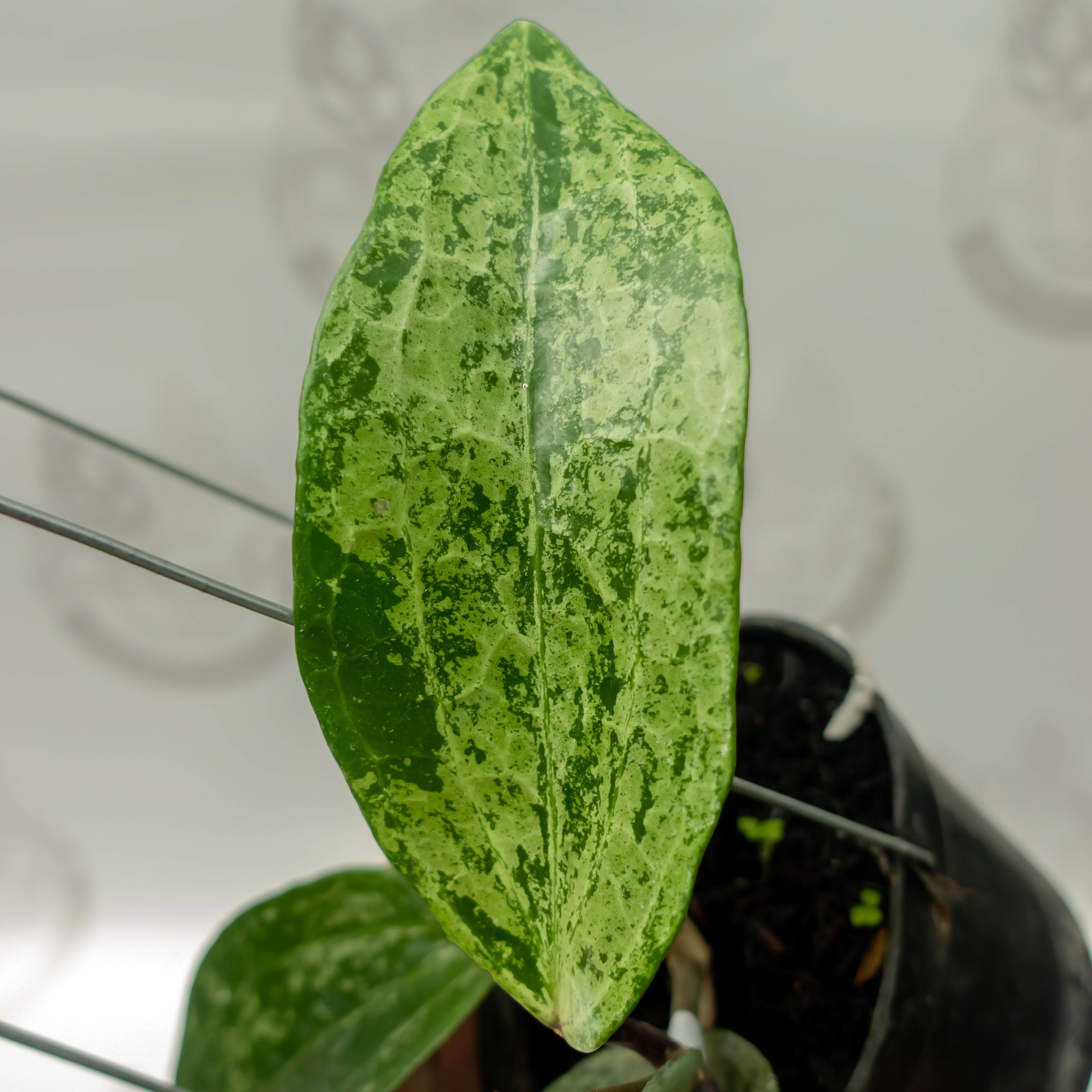 Hoya Latifolia Silver