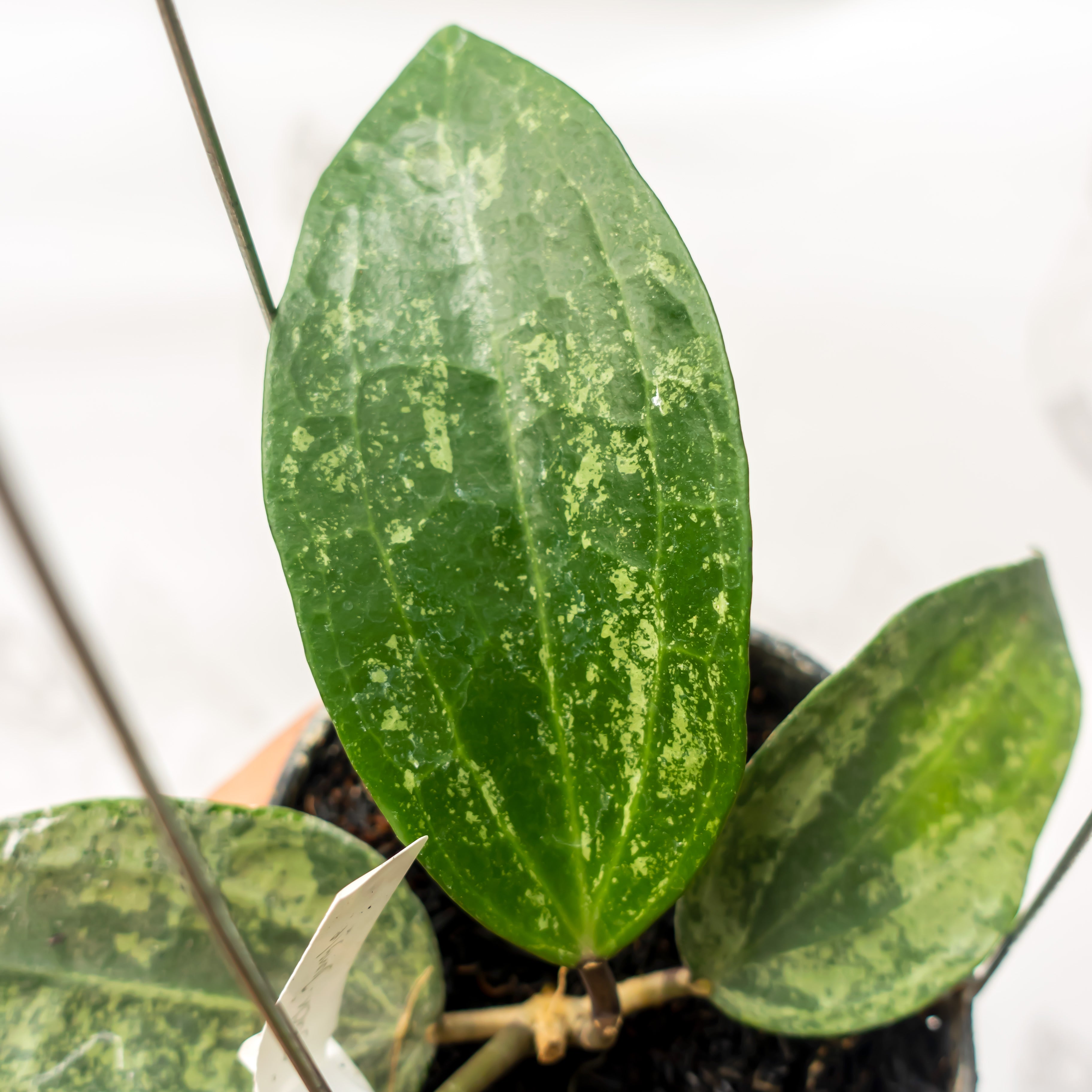 Hoya Latifolia Silver