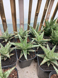 Sansevieria Lawang