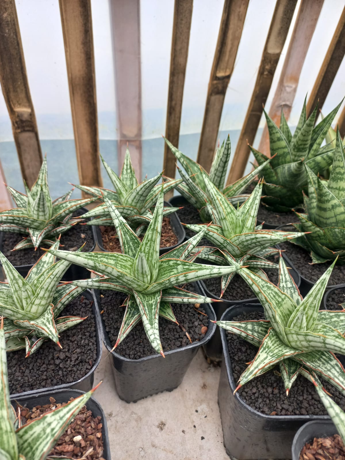 Sansevieria Lawang