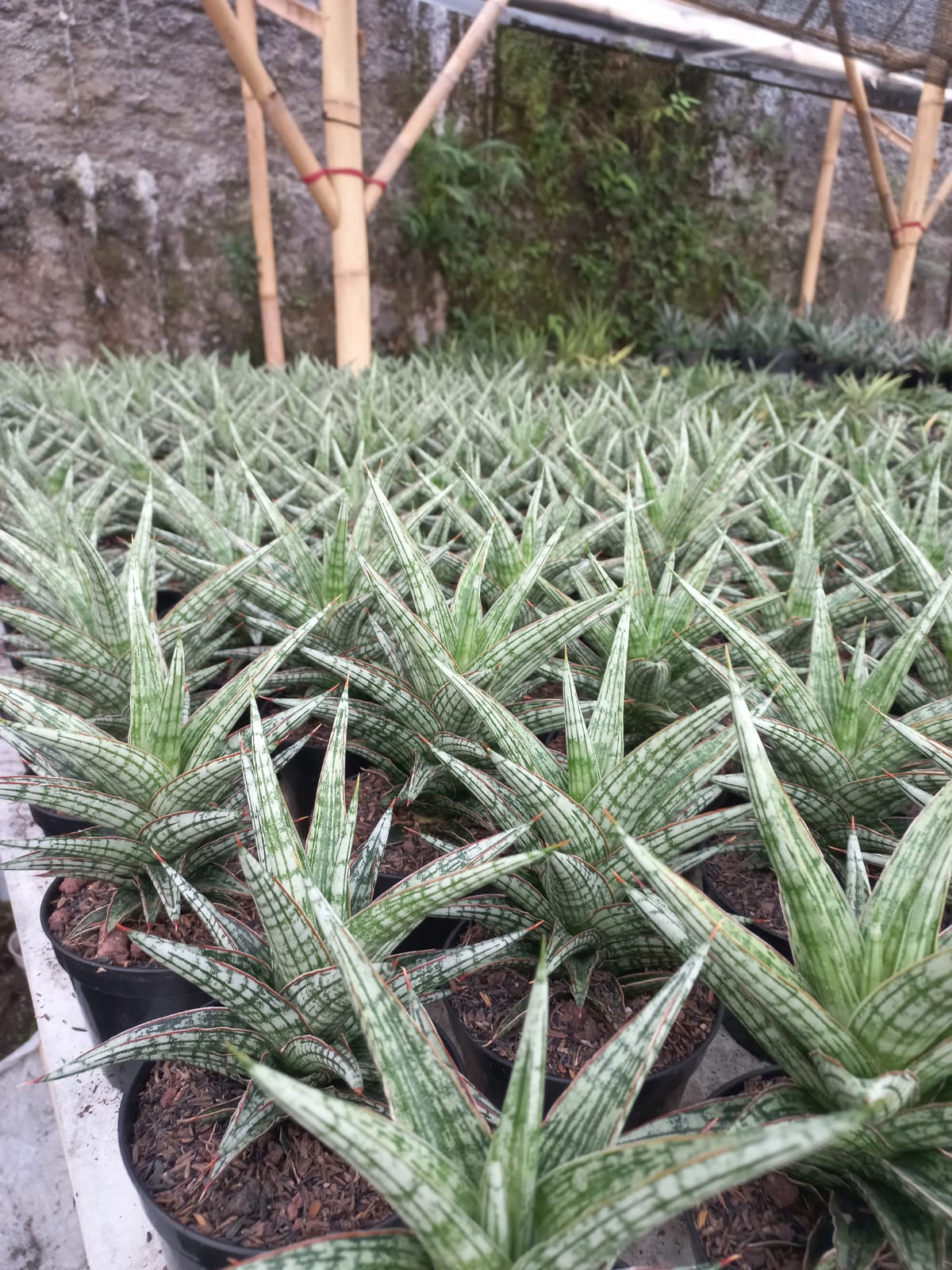Sansevieria Lawang Large