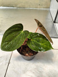 Anthurium Liberty x Dark Phoenix