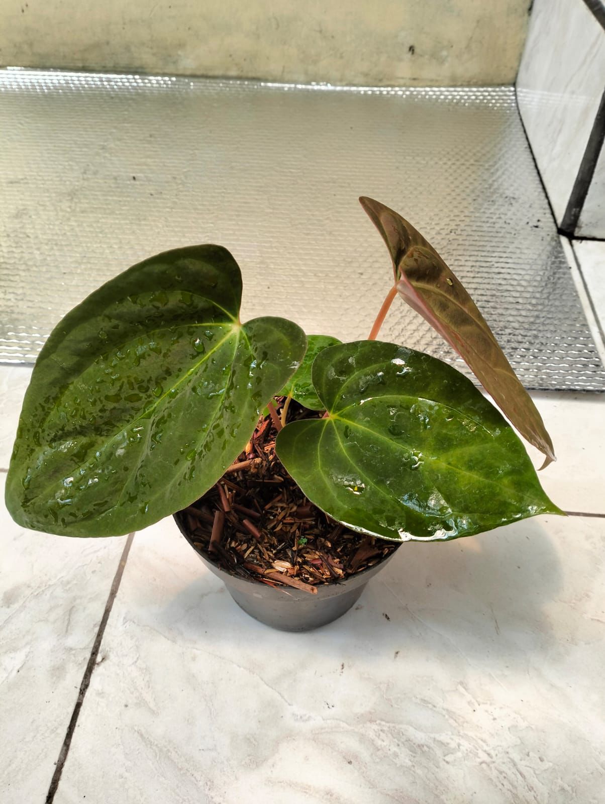 Anthurium Liberty x Dark Phoenix